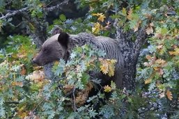 Retour réussi de l’ours dans les Asturies