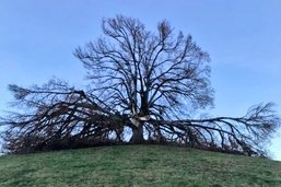 Un bel arbre disparaît: «Des amoureux s’y retrouvaient»