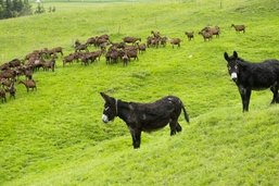 Protection des troupeaux: A Albeuve, des ânes pour faire fuir le loup