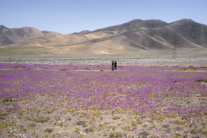 Le phénomène climatique El Niño peut amener des pluies dans le désert d'Atacama, permettant à des fleurs de pousser (archives). © KEYSTONE/EPA EFE/ADRIANA THOMASA